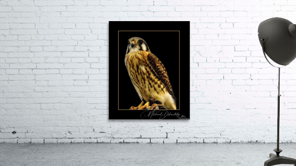 American Kestrel  Wall Preview