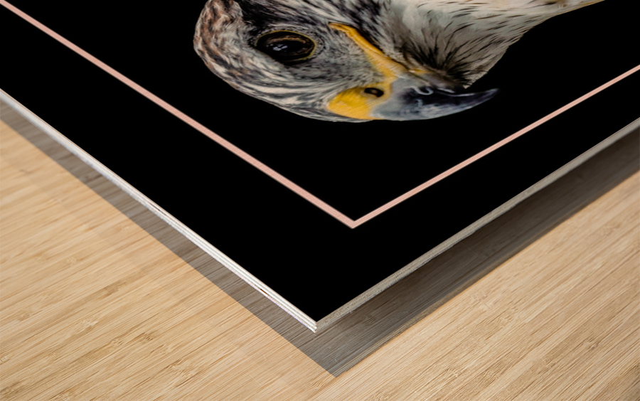 Red Shouldered Hawk Wood print
