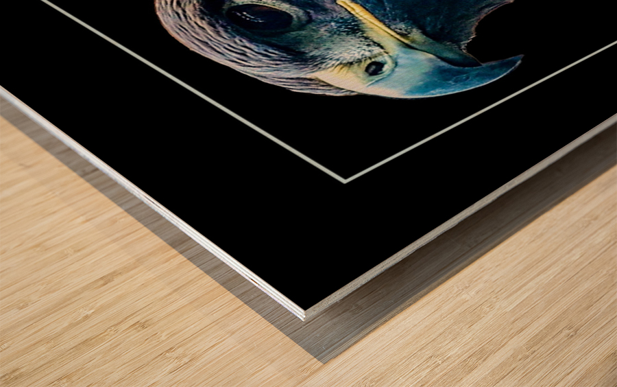 Golden Eagle Wood print