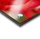 Red Blush Rose Macro III Acrylic print