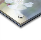 Arugula Flower Duo with Raindrops Acrylic print