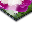 Sorbet Pink and Creme Peonie Flower Acrylic print