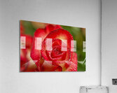 Red Blush Rose Macro III Acrylic Print