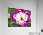 Sorbet Pink and Creme Peonie Flower Acrylic Print