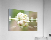 Small Garlic Bulbils  Acrylic Print