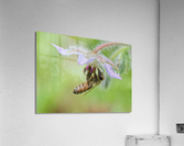 Honeybee Below Borage Flower Acrylic Print