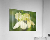 Yellow Green Bean Flowers 1001 Acrylic Print