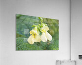 Bean Flowers Buttery Yellow  Acrylic Print