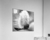 Pussy WIllow Flower With Droplets B&W Acrylic Print