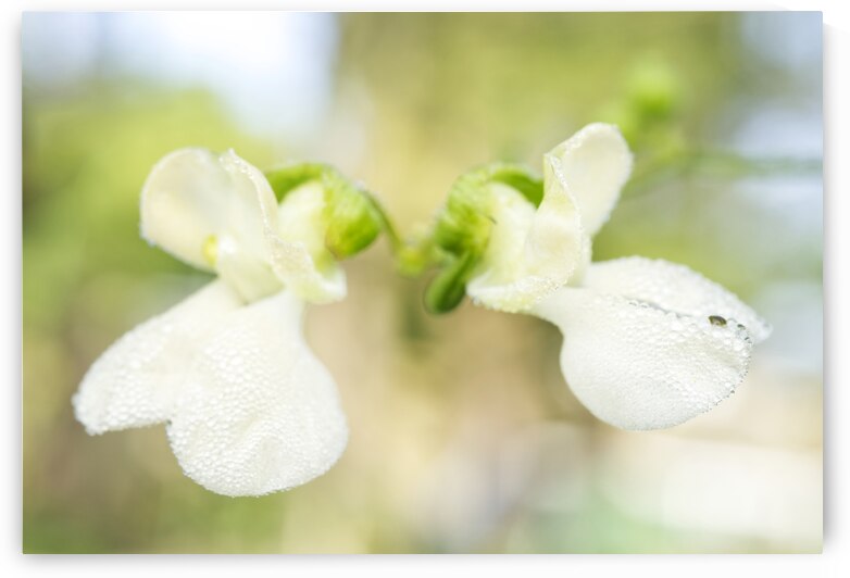 White Bean Flowers with Morning Dew 1001 by Iris H Richardson