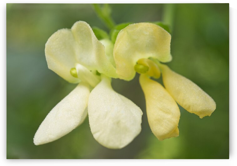 Yellow Green Bean Flowers 1001 by Iris H Richardson