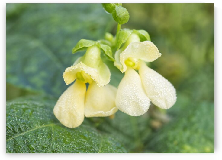 Bean Flowers Buttery Yellow  by Iris H Richardson