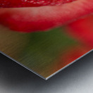 Red Blush Rose Macro III Metal print