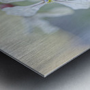 Arugula Flower Duo with Raindrops Metal print