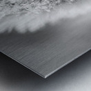 Pussy WIllow Flower With Droplets B&W Metal print