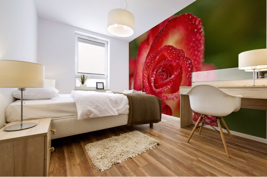 Red Blush Rose Macro III Mural print