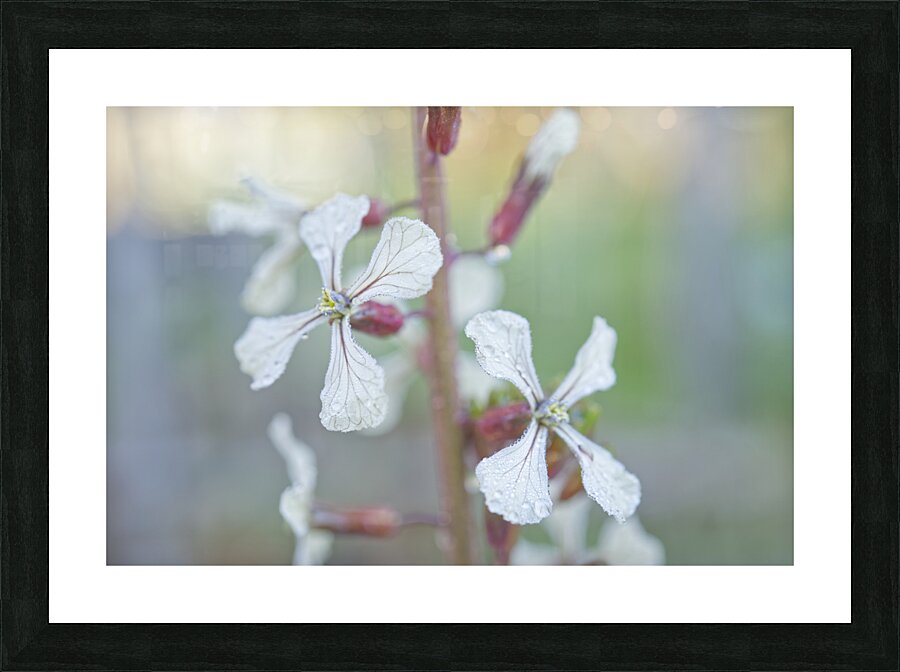 Arugula Flower Duo with Raindrops Picture Frame print