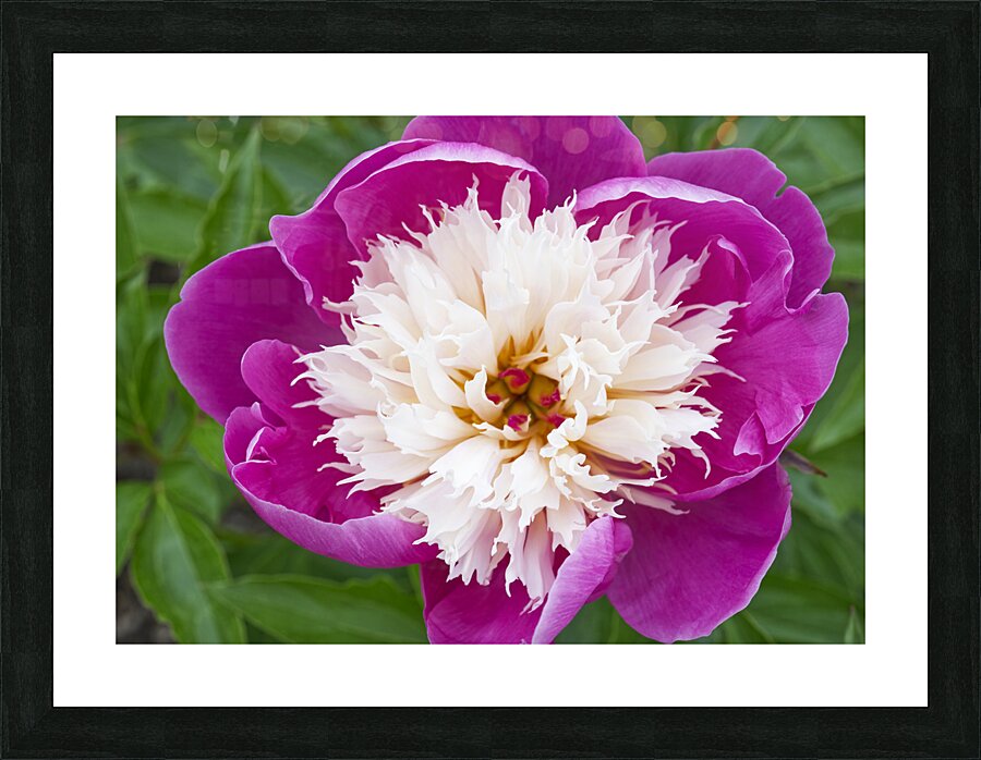 Sorbet Pink and Creme Peonie Flower Picture Frame print