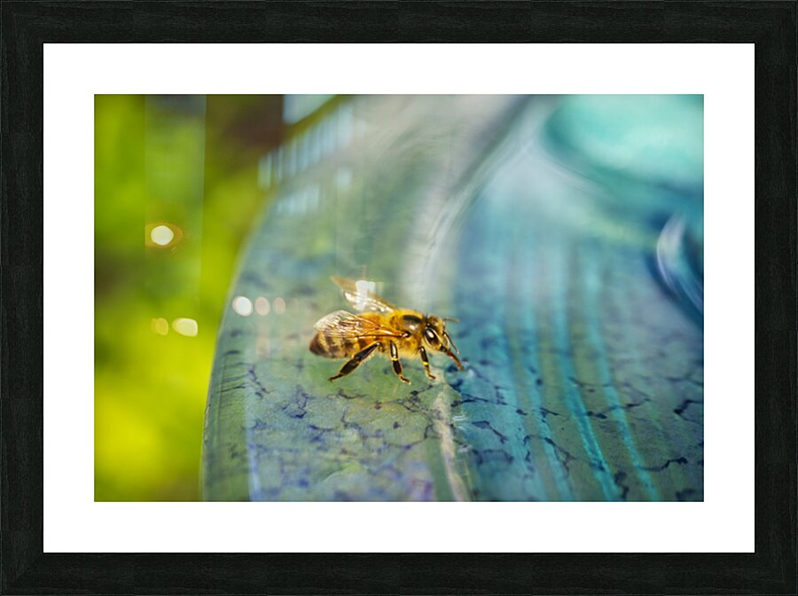 Honeybee Drinking II  Picture Frame print