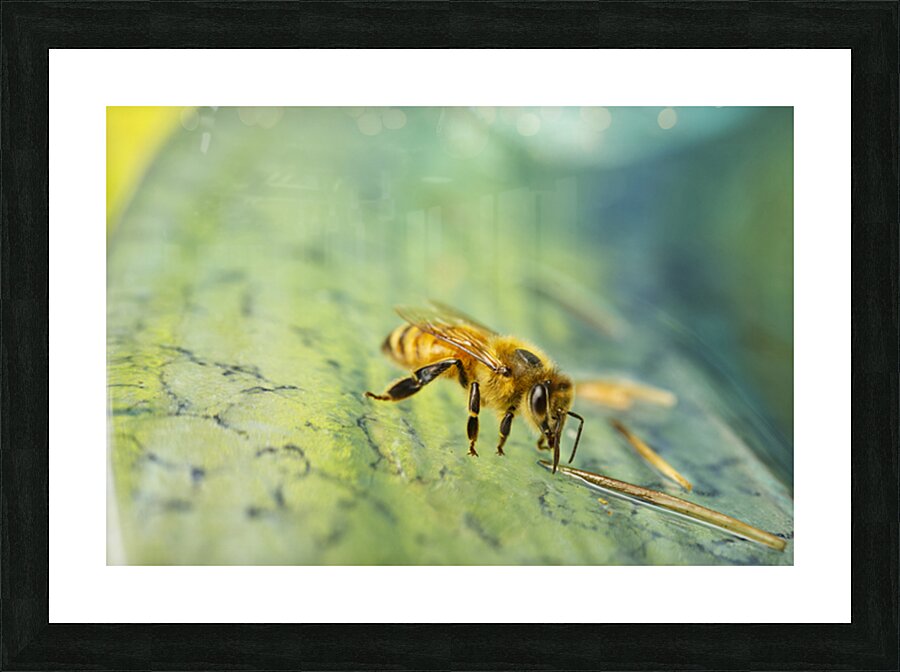Honeybee Drinking III Picture Frame print