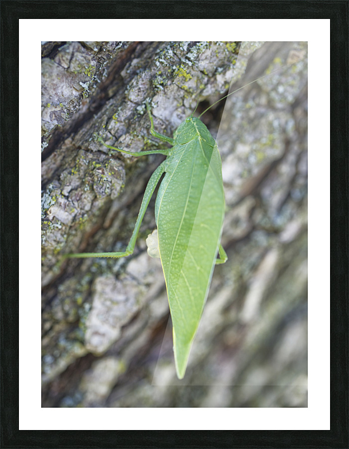 Greater Angle-wing  Picture Frame print