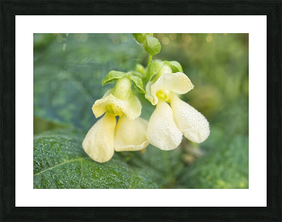 Bean Flowers Buttery Yellow  Picture Frame print