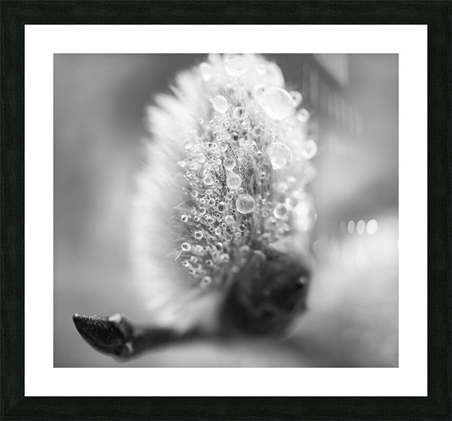 Pussy WIllow Flower With Droplets B&W Picture Frame print