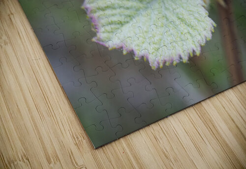 Young Grape Leaves Iris H Richardson puzzle