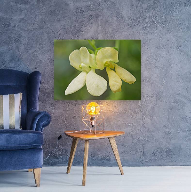 Yellow Green Bean Flowers 1001 Reproduction