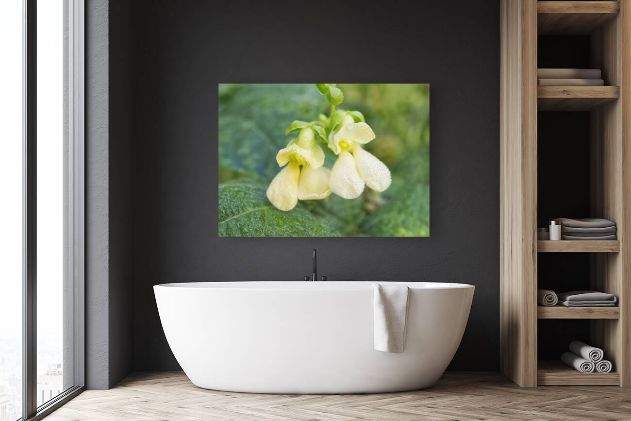 Bean Flowers Buttery Yellow  Reproduction
