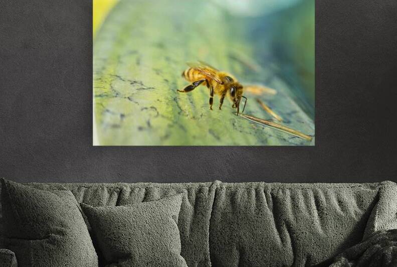 Honeybee Drinking III by Iris H Richardson