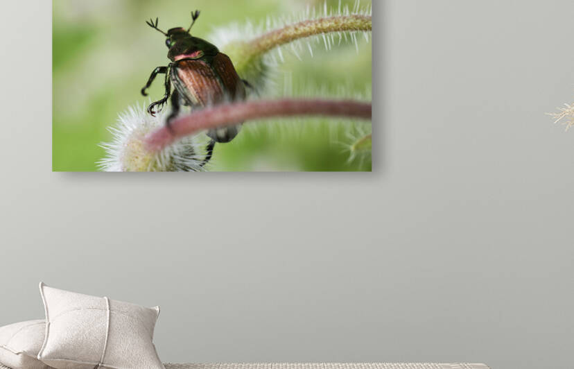 Japanese Beetle on borage by Iris H Richardson