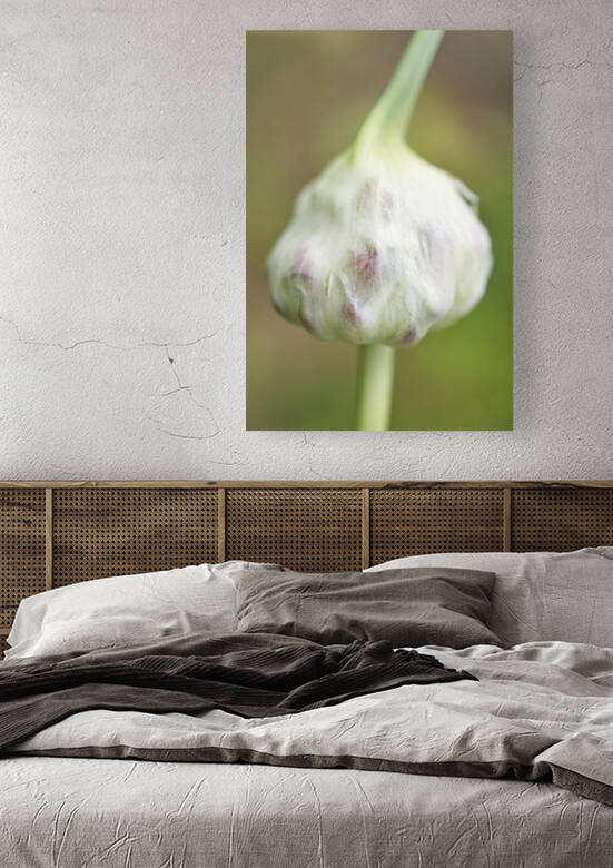 Garlic scape with Garlic Bulbils by Iris H Richardson