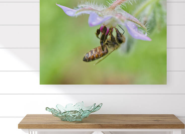 Honeybee Below Borage Flower by Iris H Richardson