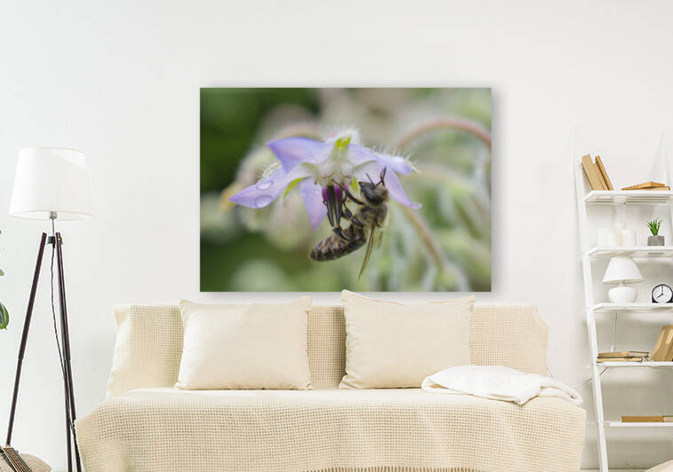 Honeybee II below Borage Flower  by Iris H Richardson