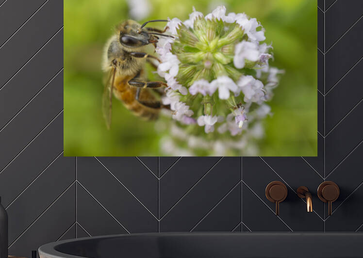 Honeybee on Lavender Thyme Herb Flower by Iris H Richardson