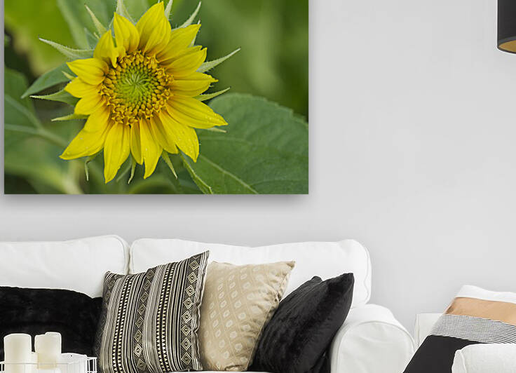 Sunflower with Morning-dew by Iris H Richardson