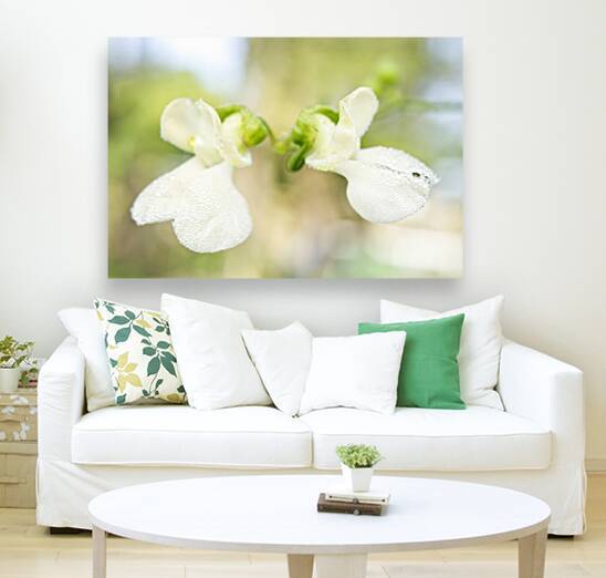 White Bean Flowers with Morning Dew 1001 by Iris H Richardson