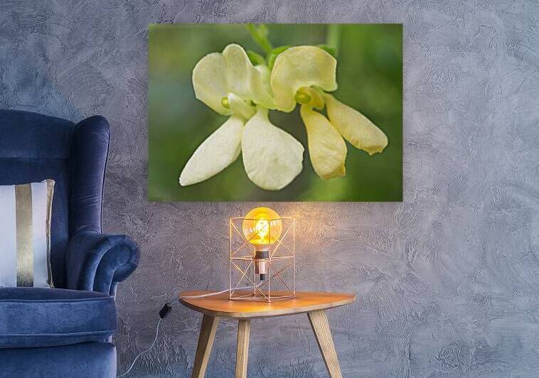 Yellow Green Bean Flowers 1001 by Iris H Richardson