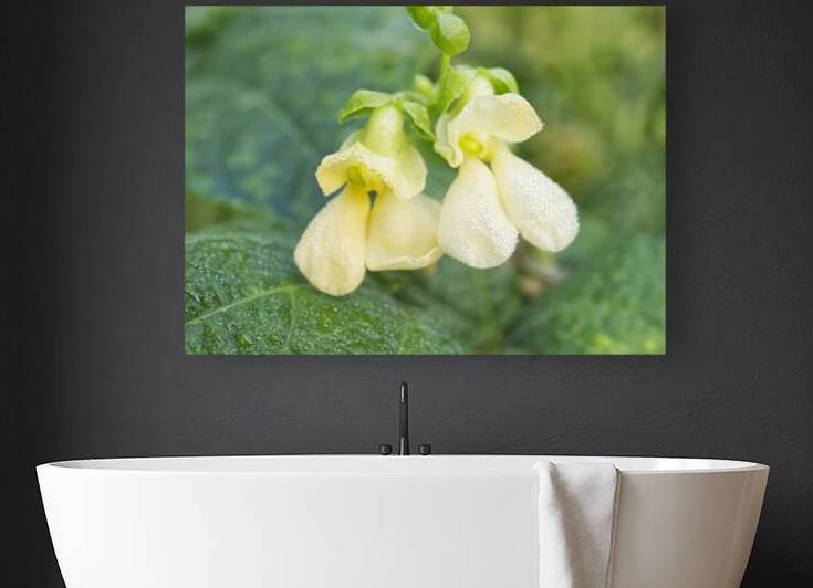 Bean Flowers Buttery Yellow  by Iris H Richardson