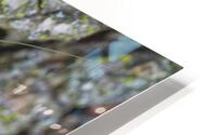 Greater Angle-wing  HD Metal print