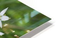 Garlic Flowers With Rays HD Metal print