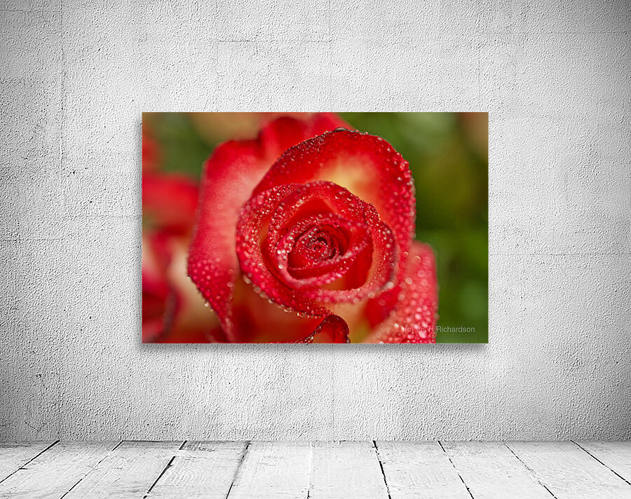 Red Blush Rose Macro III Wall Preview