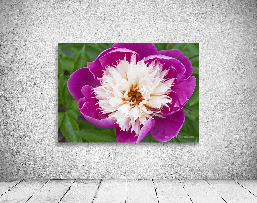 Sorbet Pink and Creme Peonie Flower Wall Preview