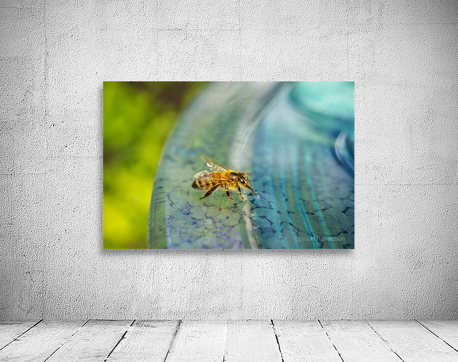 Honeybee Drinking II  Wall Preview