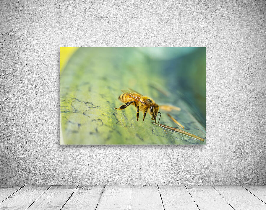 Honeybee Drinking III Wall Preview