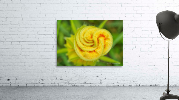 Yellow Squash Flower Rose Wall Preview