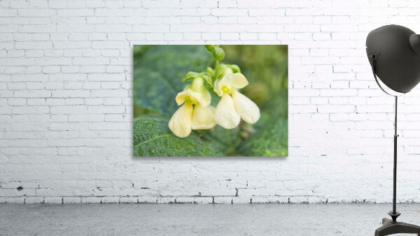 Bean Flowers Buttery Yellow  Wall Preview