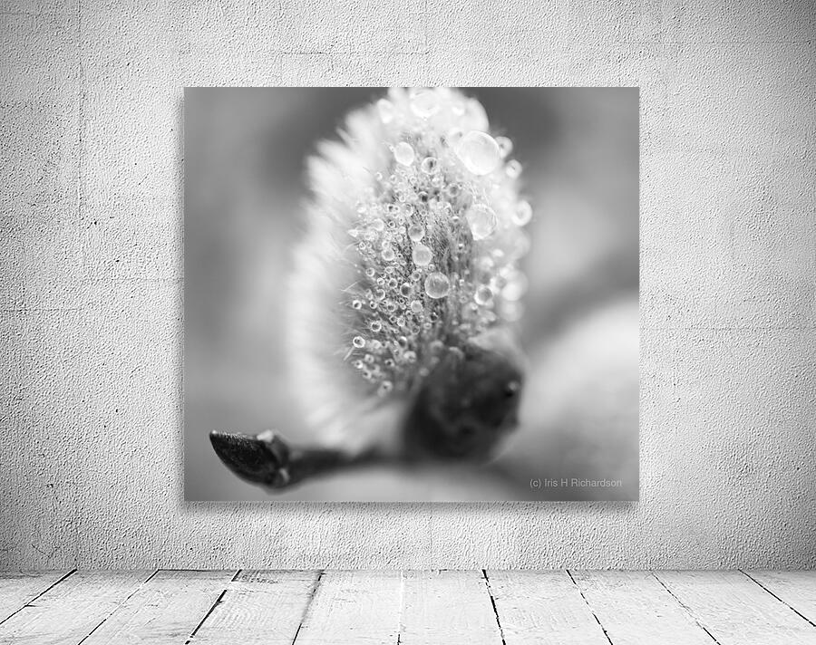 Pussy WIllow Flower With Droplets B&W Wall Preview