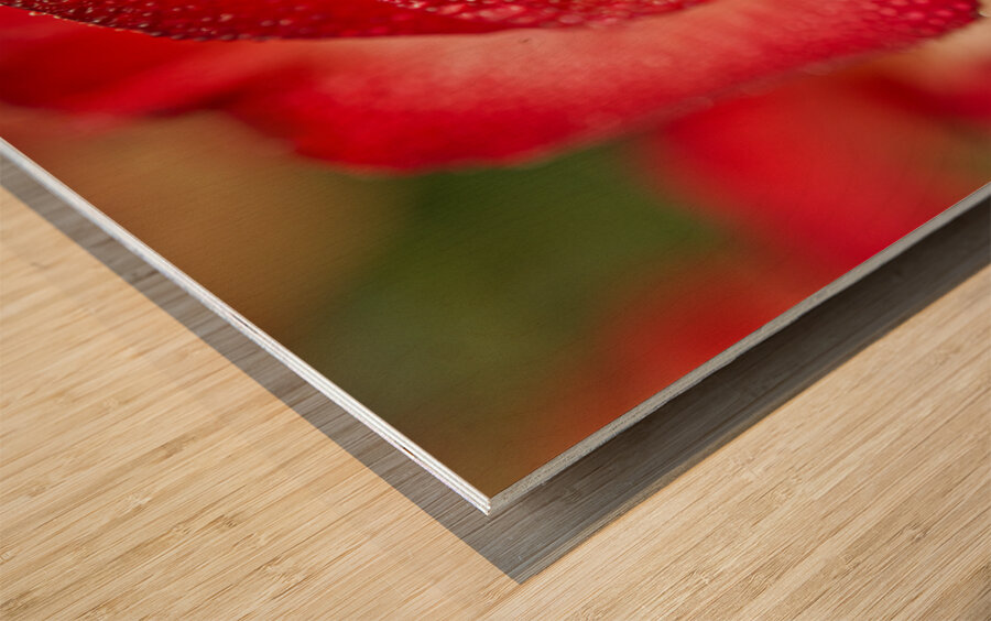 Red Blush Rose Macro III Wood print